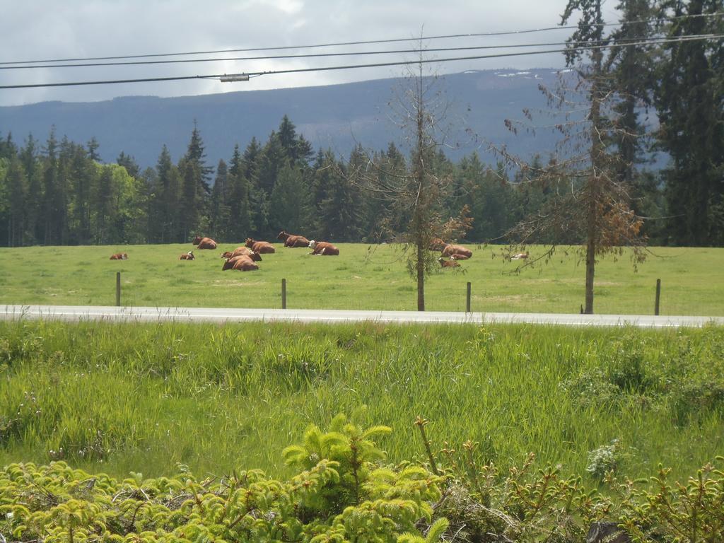 Cedar Song B&B Parksville Exteriér fotografie